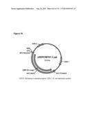 POLYMERS OF ISROPENE FROM RENEWABLE RESOURCES diagram and image