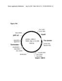 POLYMERS OF ISROPENE FROM RENEWABLE RESOURCES diagram and image