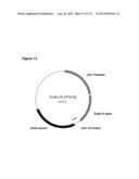 POLYMERS OF ISROPENE FROM RENEWABLE RESOURCES diagram and image