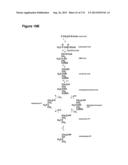 POLYMERS OF ISROPENE FROM RENEWABLE RESOURCES diagram and image