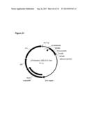 POLYMERS OF ISROPENE FROM RENEWABLE RESOURCES diagram and image