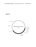 POLYMERS OF ISROPENE FROM RENEWABLE RESOURCES diagram and image