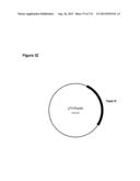 POLYMERS OF ISROPENE FROM RENEWABLE RESOURCES diagram and image