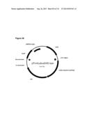 POLYMERS OF ISROPENE FROM RENEWABLE RESOURCES diagram and image