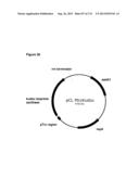 POLYMERS OF ISROPENE FROM RENEWABLE RESOURCES diagram and image