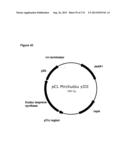 POLYMERS OF ISROPENE FROM RENEWABLE RESOURCES diagram and image