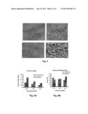 BIOHYBRID COMPOSITE SCAFFOLD diagram and image