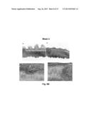 BIOHYBRID COMPOSITE SCAFFOLD diagram and image