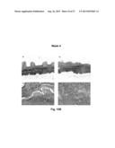 BIOHYBRID COMPOSITE SCAFFOLD diagram and image