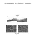 BIOHYBRID COMPOSITE SCAFFOLD diagram and image