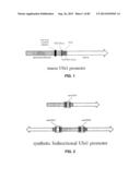 CONSTRUCT AND METHOD FOR SYNTHETIC BIDIRECTIONAL PLANT PROMOTER UBI1 diagram and image