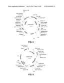 CONSTRUCT AND METHOD FOR SYNTHETIC BIDIRECTIONAL PLANT PROMOTER UBI1 diagram and image