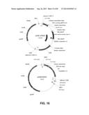 CONSTRUCT AND METHOD FOR SYNTHETIC BIDIRECTIONAL PLANT PROMOTER UBI1 diagram and image