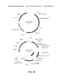 CONSTRUCT AND METHOD FOR SYNTHETIC BIDIRECTIONAL PLANT PROMOTER UBI1 diagram and image