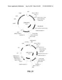 CONSTRUCT AND METHOD FOR SYNTHETIC BIDIRECTIONAL PLANT PROMOTER UBI1 diagram and image