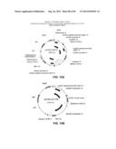 CONSTRUCT AND METHOD FOR SYNTHETIC BIDIRECTIONAL PLANT PROMOTER UBI1 diagram and image