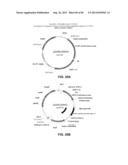 CONSTRUCT AND METHOD FOR SYNTHETIC BIDIRECTIONAL PLANT PROMOTER UBI1 diagram and image