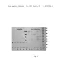 DIMERIC MOLECULAR COMPLEXES WITH FREE CYSTEINE RESIDUES AND CONJUGATES     THEREOF diagram and image