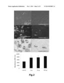 CELL CULTURE SCREEN FOR AGENTS THAT CONTROL ADIPOGENESIS AND MYOFIBROBLAST     DIFFERENTIATION diagram and image