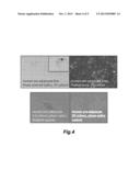 CELL CULTURE SCREEN FOR AGENTS THAT CONTROL ADIPOGENESIS AND MYOFIBROBLAST     DIFFERENTIATION diagram and image