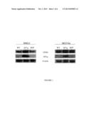 Method for Enhancing Umbilical Cord Blood Engraftment diagram and image