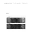 MATURE HEPATOCYTE CELLS DERIVED FROM INDUCED PLURIPOTENT STEM CELLS, A     GENERATING METHOD THEREOF, AND USE THEREOF FOR TREATMENT OF LIVER     DISEASES diagram and image