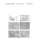 METHODS AND COMPOSITIONS FOR TREATING CANCER WITH PLATINUM PARTICLES diagram and image