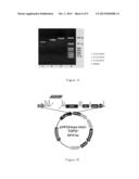 BLOOD MARKERS FOR DIAGNOSING EPITHELIUM DERIVED CANCERS AND MONOCLONAL     ANTIBODIES THEREOF diagram and image