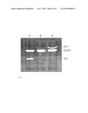 METHOD FOR THE DETECTION OF GENE TRANSCRIPTS IN BLOOD AND USES THEREOF diagram and image