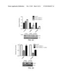 DDR2 Mutations in Squamous Cell Lung Cancer diagram and image