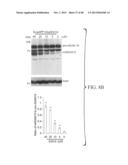 GREEN TEA POLYPHENOL ALPHA SECRETASE ENHANCERS AND METHODS OF USE diagram and image