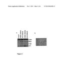 ACCELERATION OF WOUND HEALING BY GROWTH HORMONE RELEASING HORMONE AND ITS     AGONISTS diagram and image