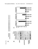 Micro-RNA Family That Modulates Fibrosis and Uses Thereof diagram and image