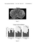 Glioma Stem Cells and Methods for Obtaining Them diagram and image