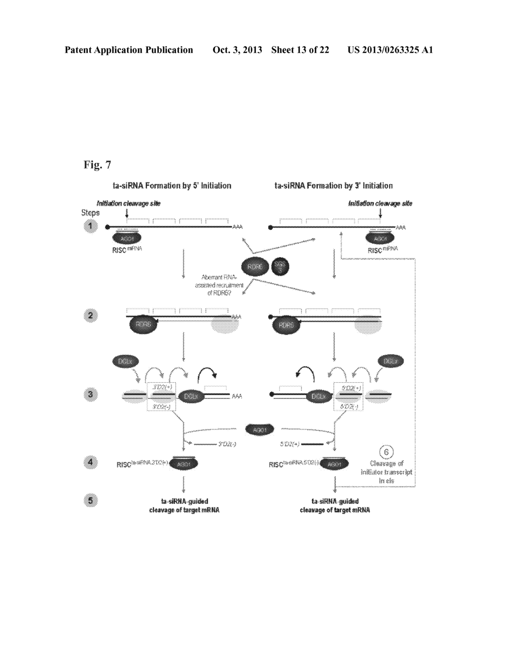 METHOD TO TRIGGER RNA INTERFERENCE - diagram, schematic, and image 14