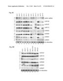 METHOD TO TRIGGER RNA INTERFERENCE diagram and image