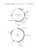 Modified Helianthus Annuus Transcription Factor Improves Yield diagram and image