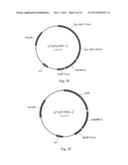 Modified Helianthus Annuus Transcription Factor Improves Yield diagram and image