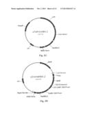 Modified Helianthus Annuus Transcription Factor Improves Yield diagram and image