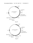 Modified Helianthus Annuus Transcription Factor Improves Yield diagram and image