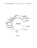 GENE INVOLVED IN THE DEVELOPMENT OF THE SEED diagram and image