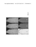 METHOD AND SYSTEM FOR DIGITAL IMAGE ANALYSIS OF EAR TRAITS diagram and image