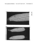 METHOD AND SYSTEM FOR DIGITAL IMAGE ANALYSIS OF EAR TRAITS diagram and image