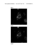 METHOD FOR COATING AND FUNCTIONALIZING NANOPARTICLES BY MEANS OF A MICHAEL     REACTION diagram and image