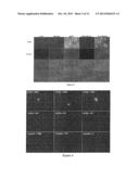 Specific Ligand for Annexin 2 diagram and image