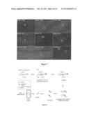 Specific Ligand for Annexin 2 diagram and image