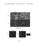 Specific Ligand for Annexin 2 diagram and image