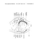 ANTIBODY SPECIFICALLY BINDING SYNOVIAL MICROVASCULATURE OF ARTHRITIS     PATIENTS diagram and image