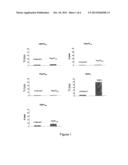 Identification, Optimization And Use Of Cryptic HLA-B7 Epitopes For     Immunotherapy diagram and image