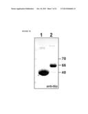 PEPTIDE CONTAINING MULTIPLE N-LINKED GLYCOSYLATION SEQUONS diagram and image